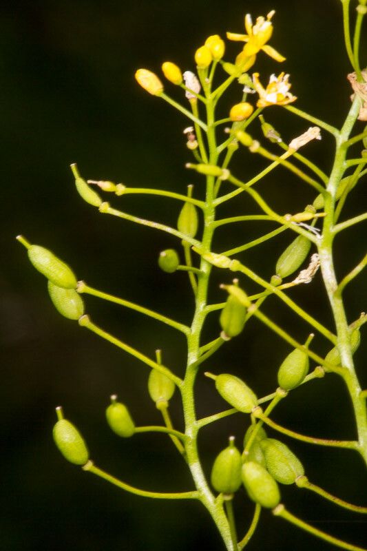 Rorippa pyrenaica fruit