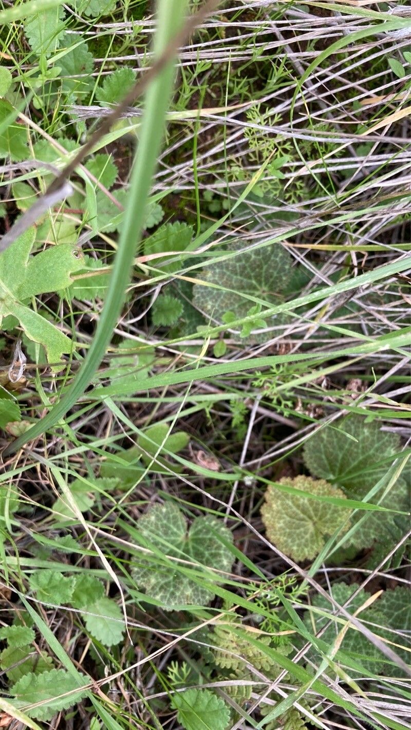 Jepsonia parryi habit