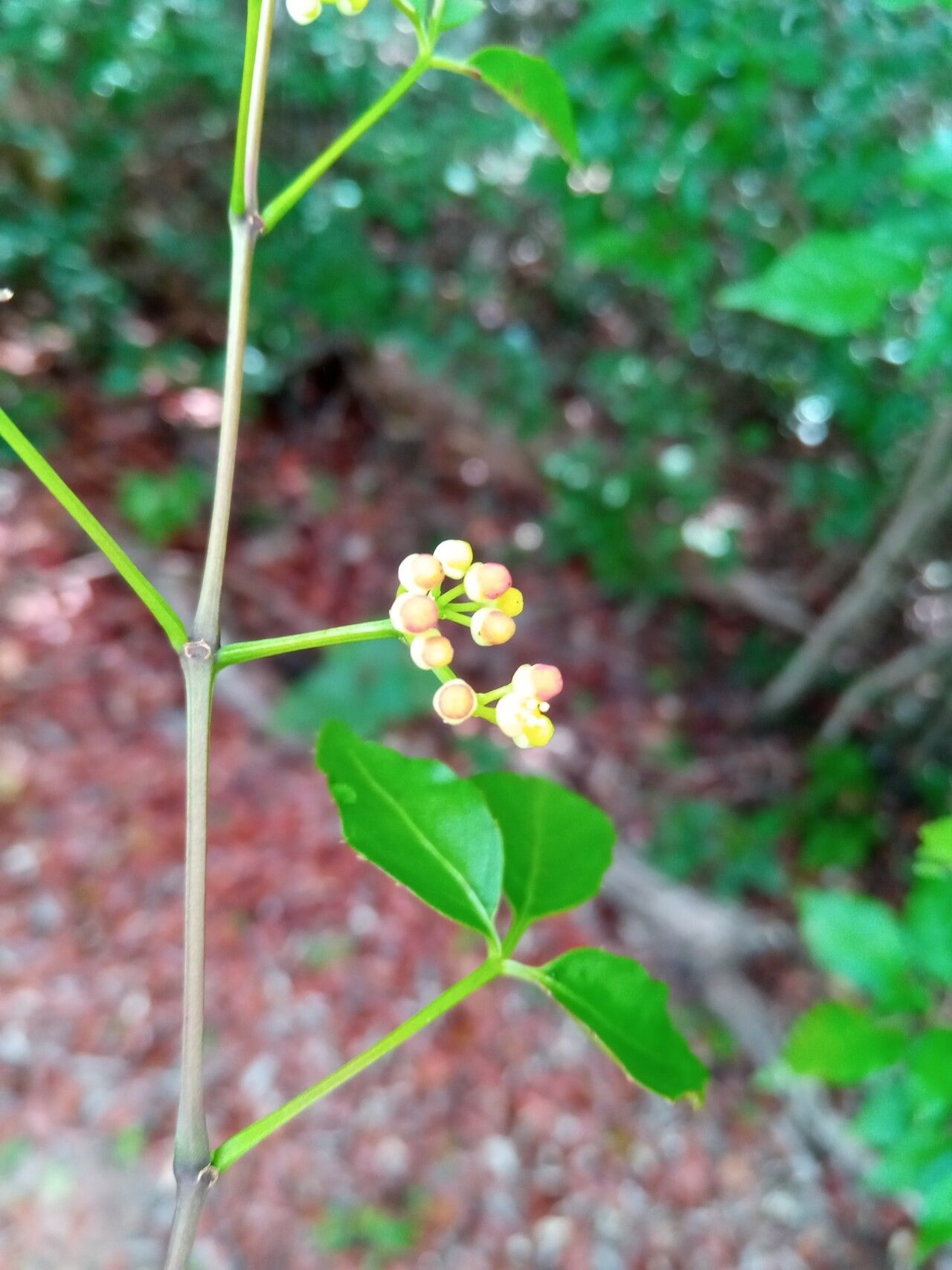 Cissus ambongensis flower
