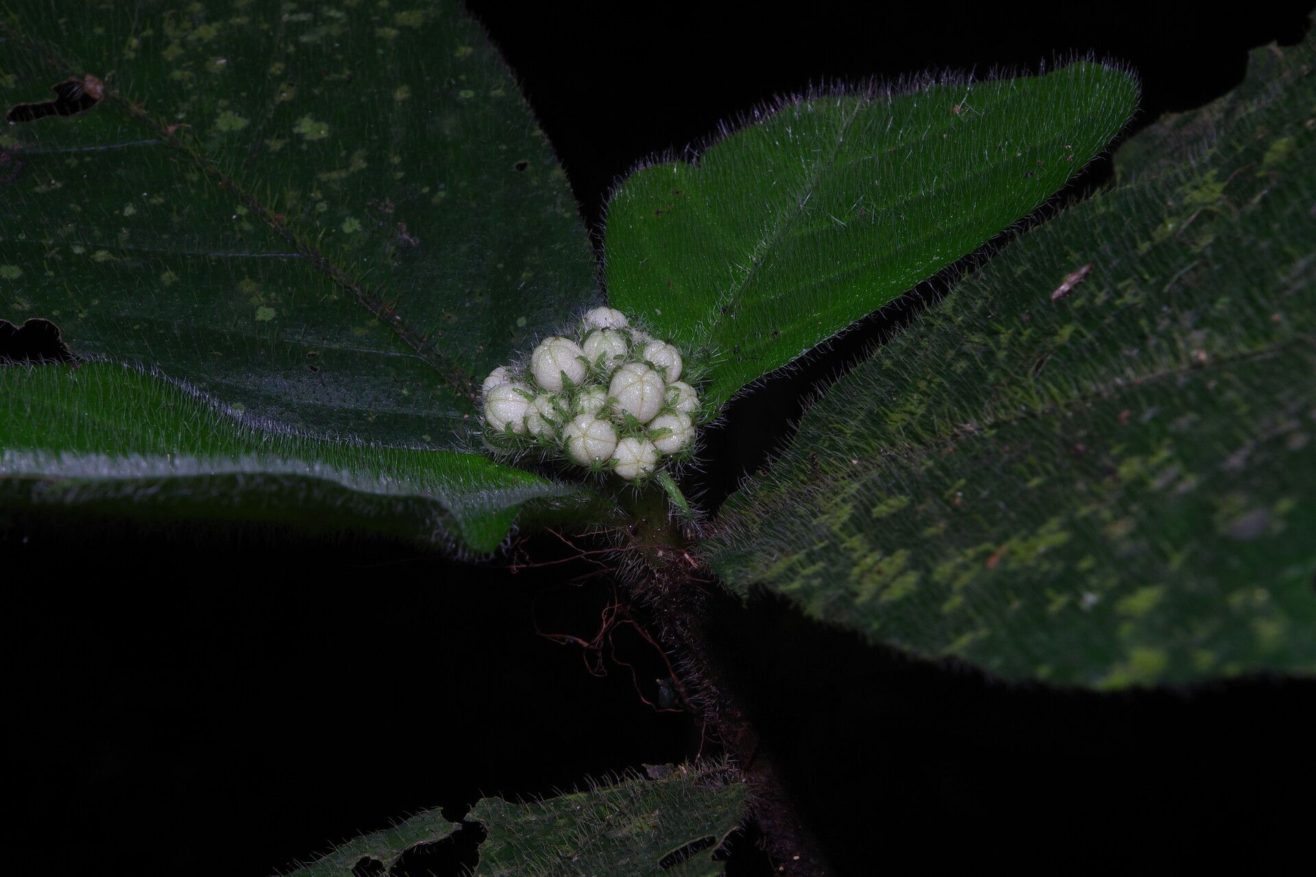 Psychotria nigerica flower