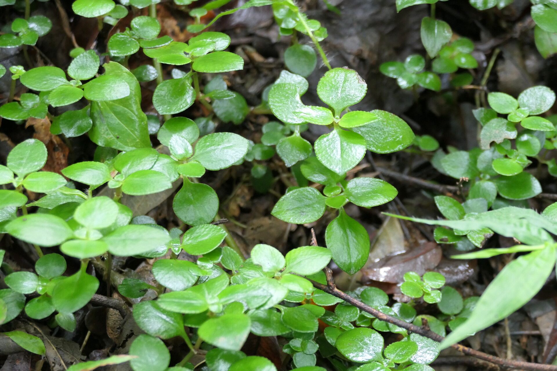 Crassula inandensis leaf