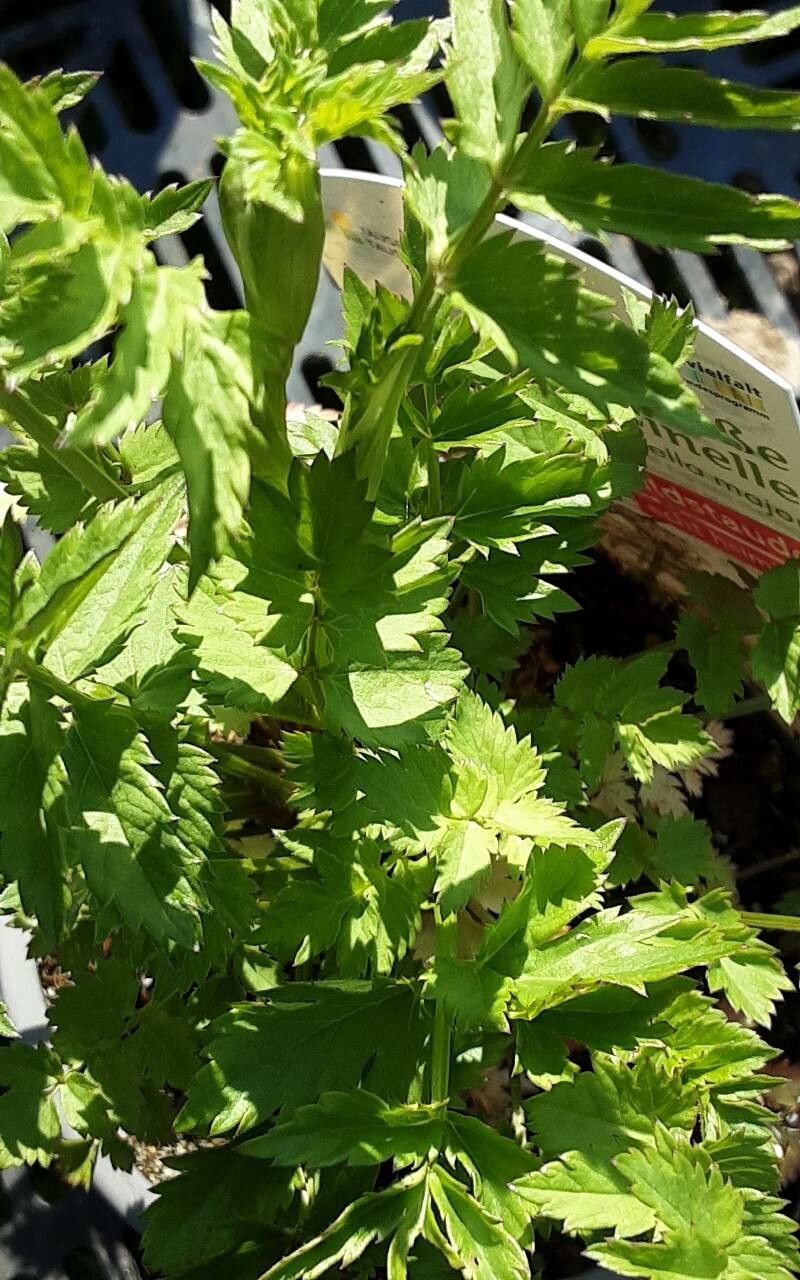 Pulsatilla albana — related species from the same genus
