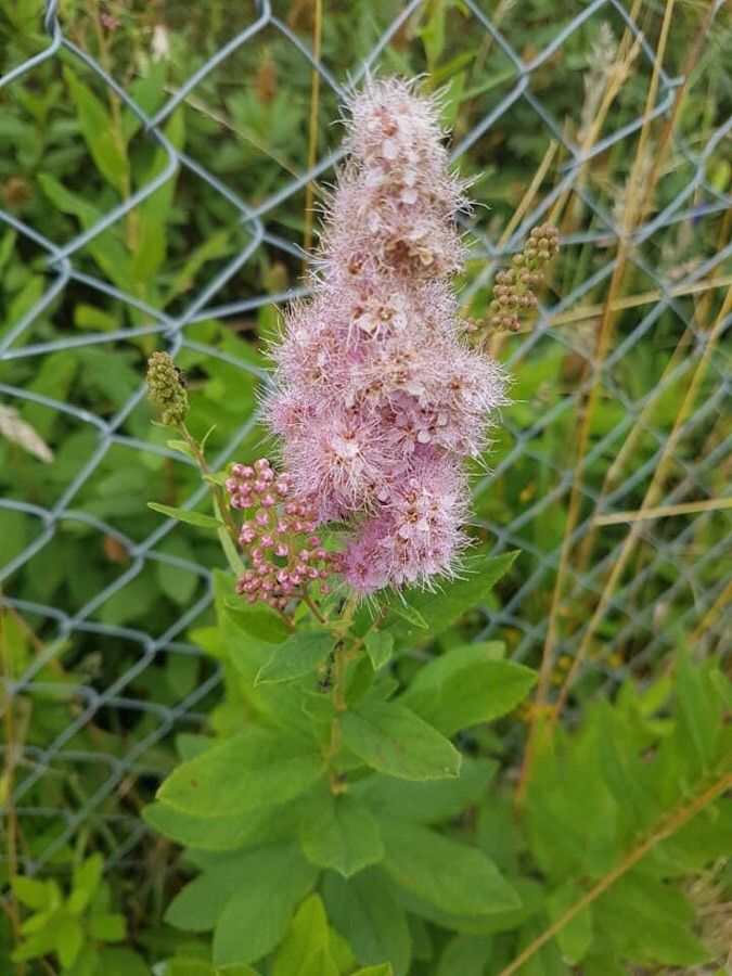 Spiraea × billiardii flower