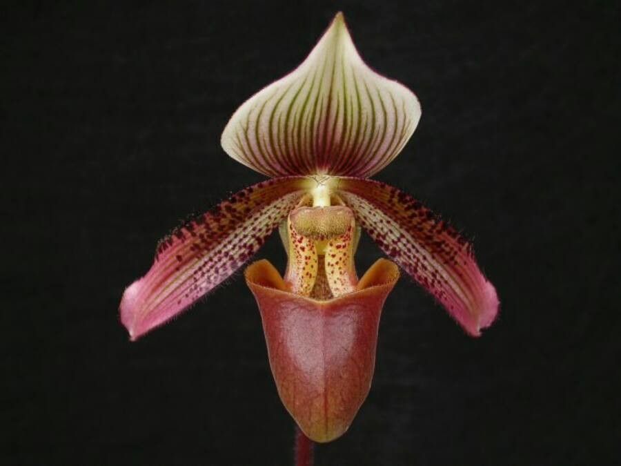 Paphiopedilum ciliolare — search result for 'Paphiopedilum'