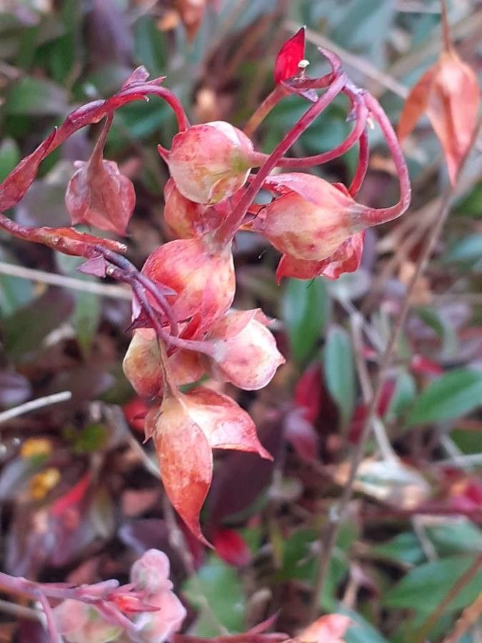 Tuberaria globulariifolia fruit