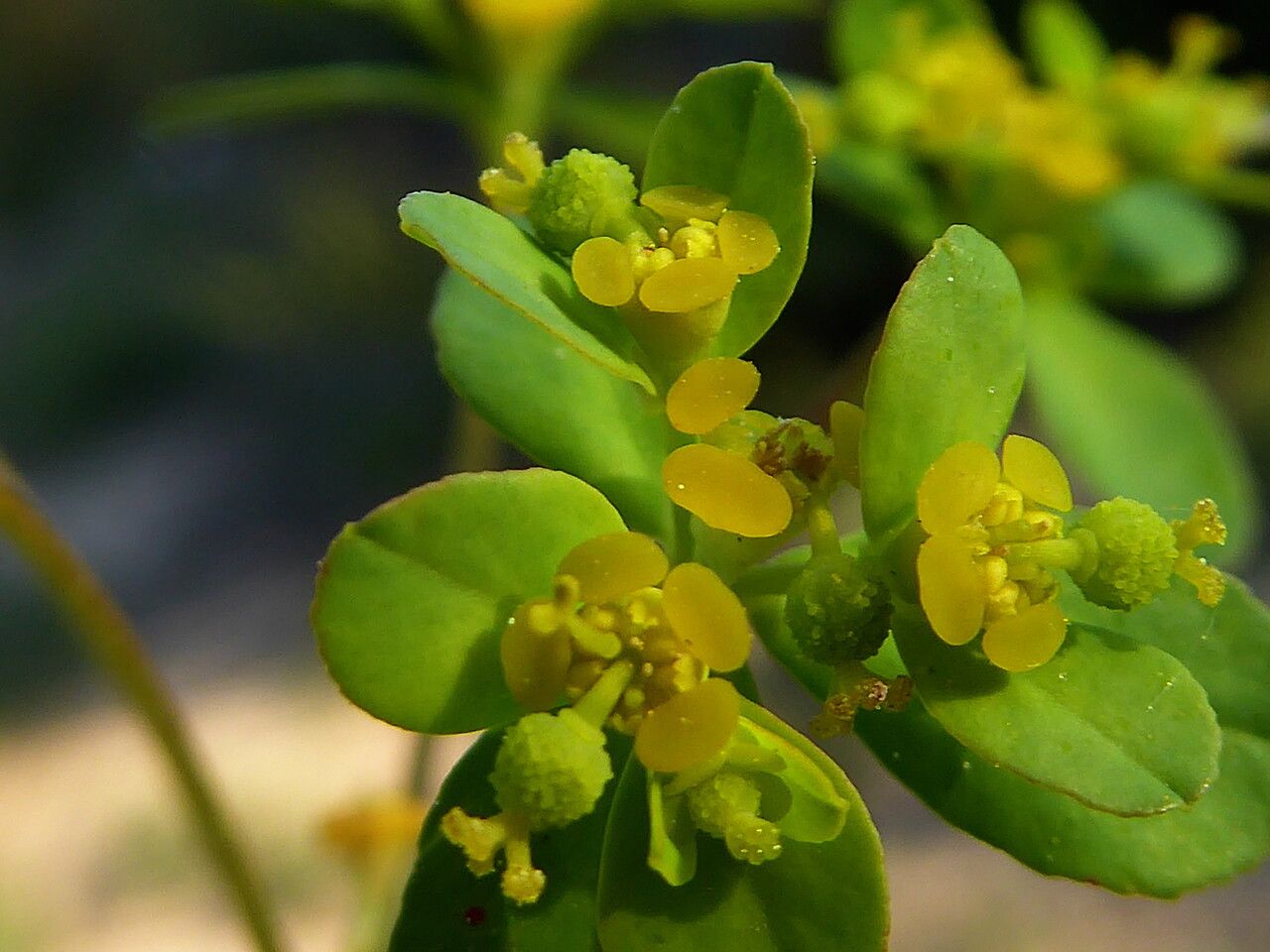 Euphorbia flavicoma fruit
