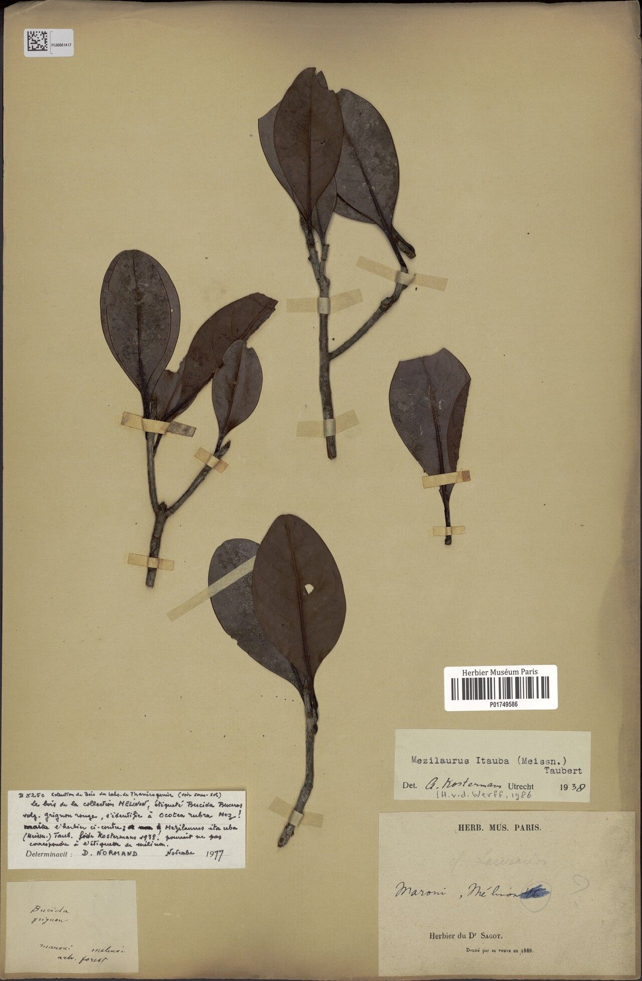 Mezilaurus ita-uba leaf