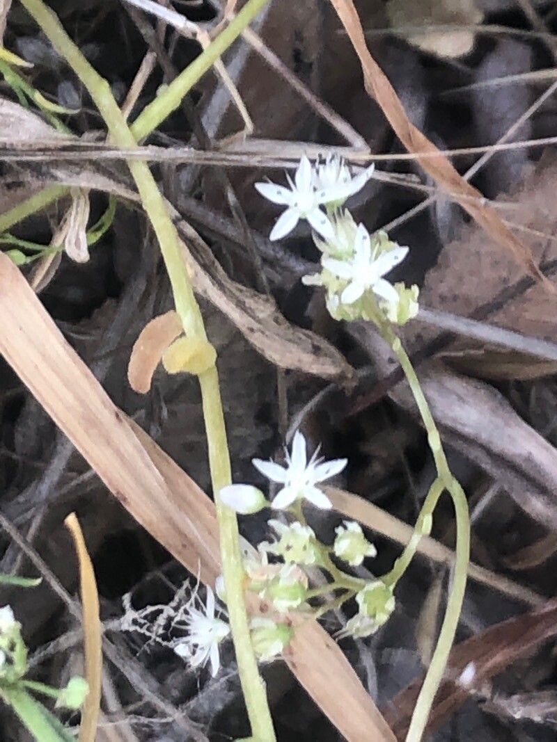 Lepidium subulatum leaf
