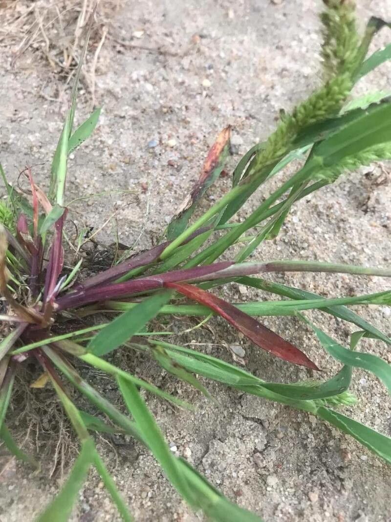 Echinochloa colona