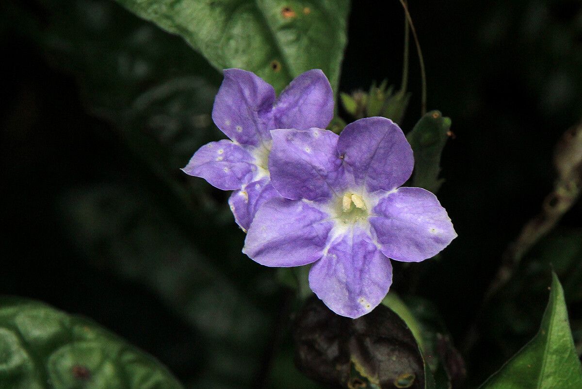 Asystasia vogeliana flower