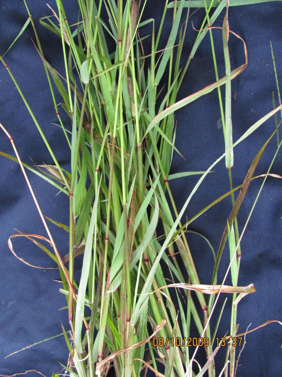 Chloris rufescens other