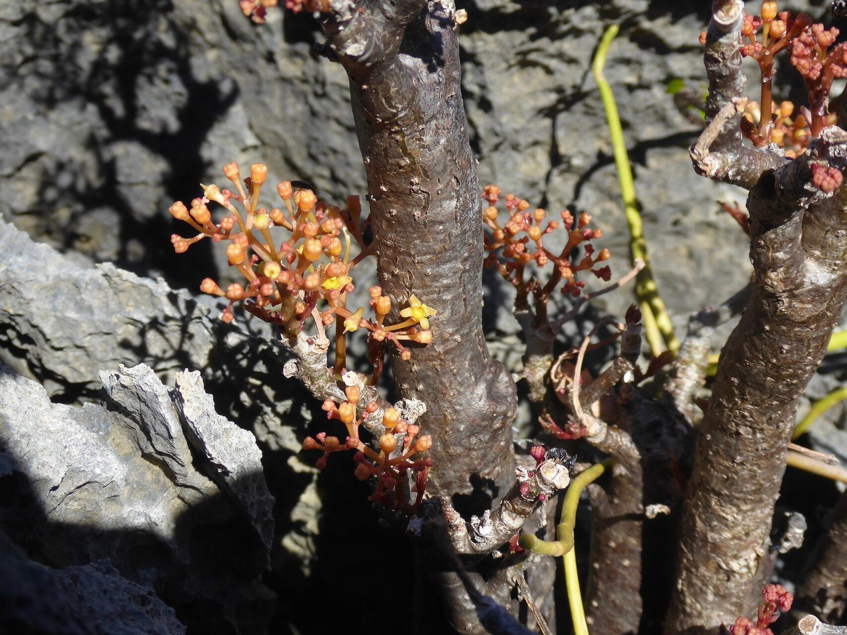 Cyphostemma rutilans — houseplant care guide