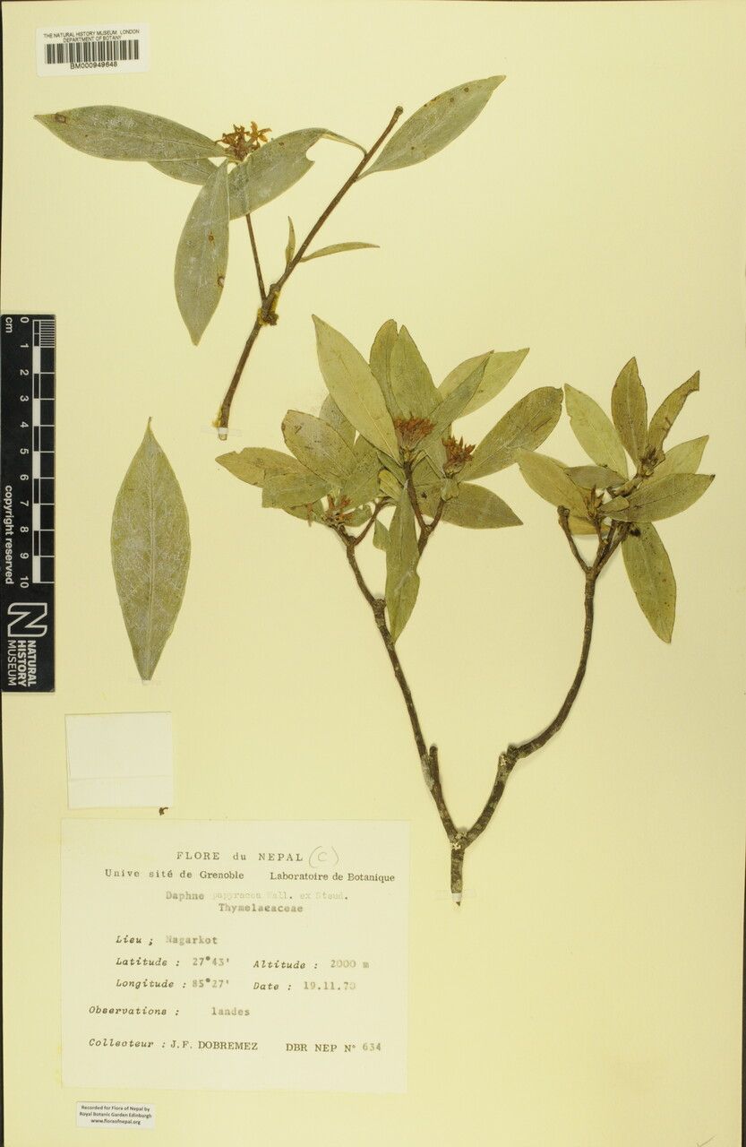 Daphne papyracea — search result for 'Daphne'