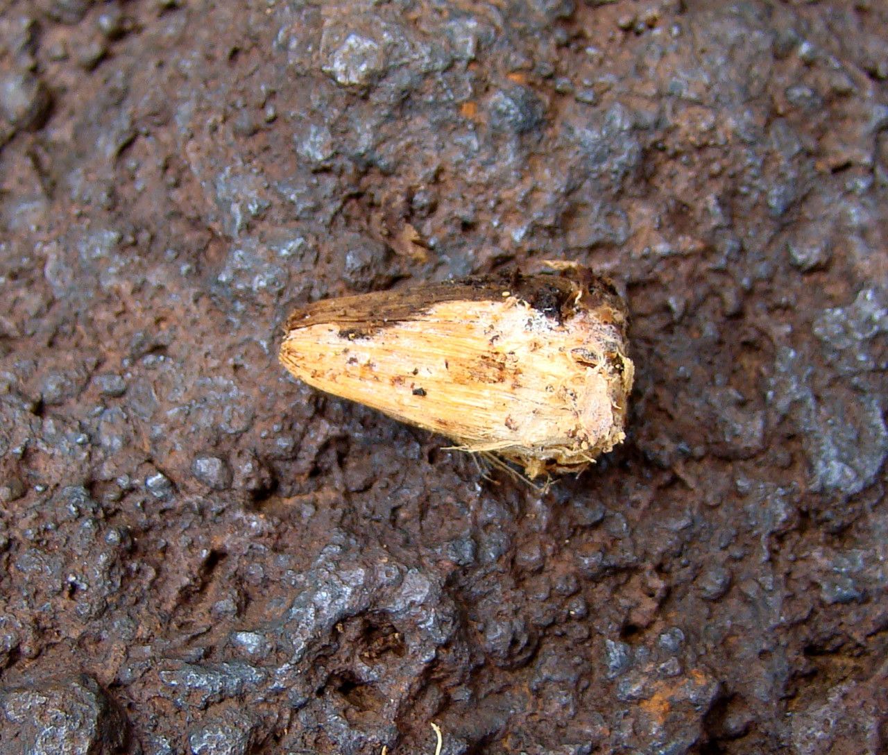 Pandanus verecundus — search result for 'Pandanaceae'