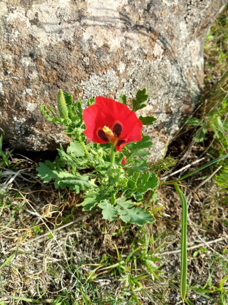 Roemeria refracta — related species from the same genus