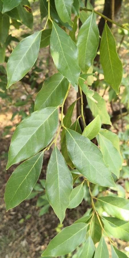 Lindera communis — related species from the same genus