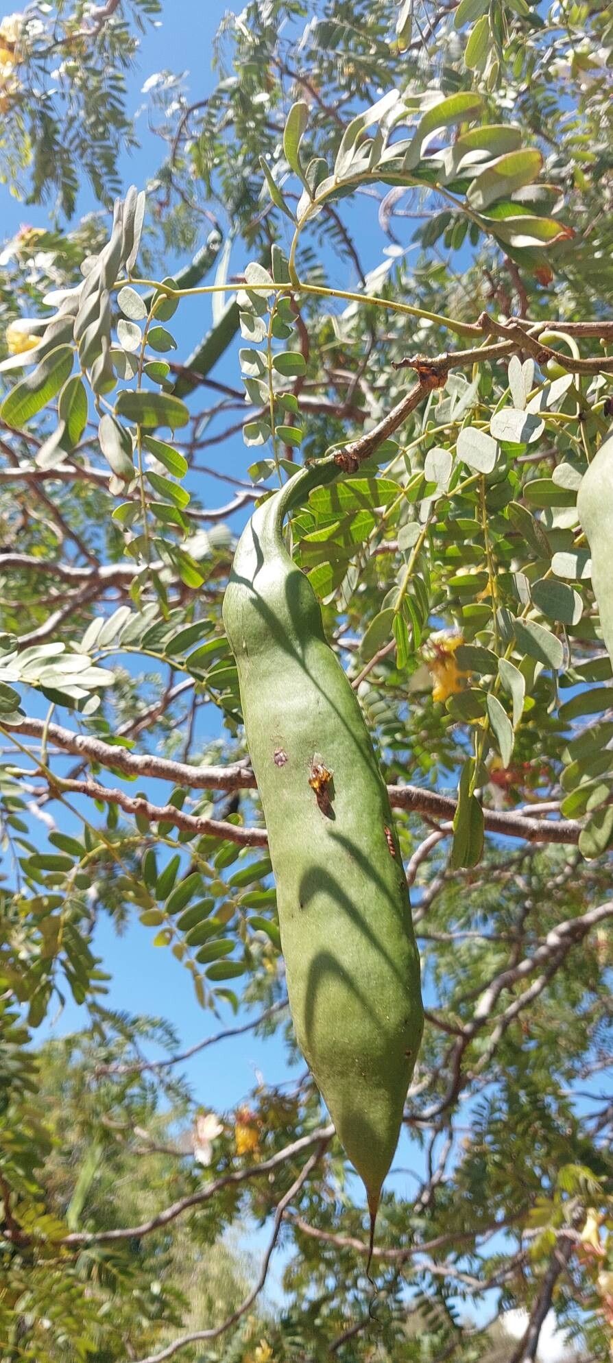 Delonix decaryi fruit