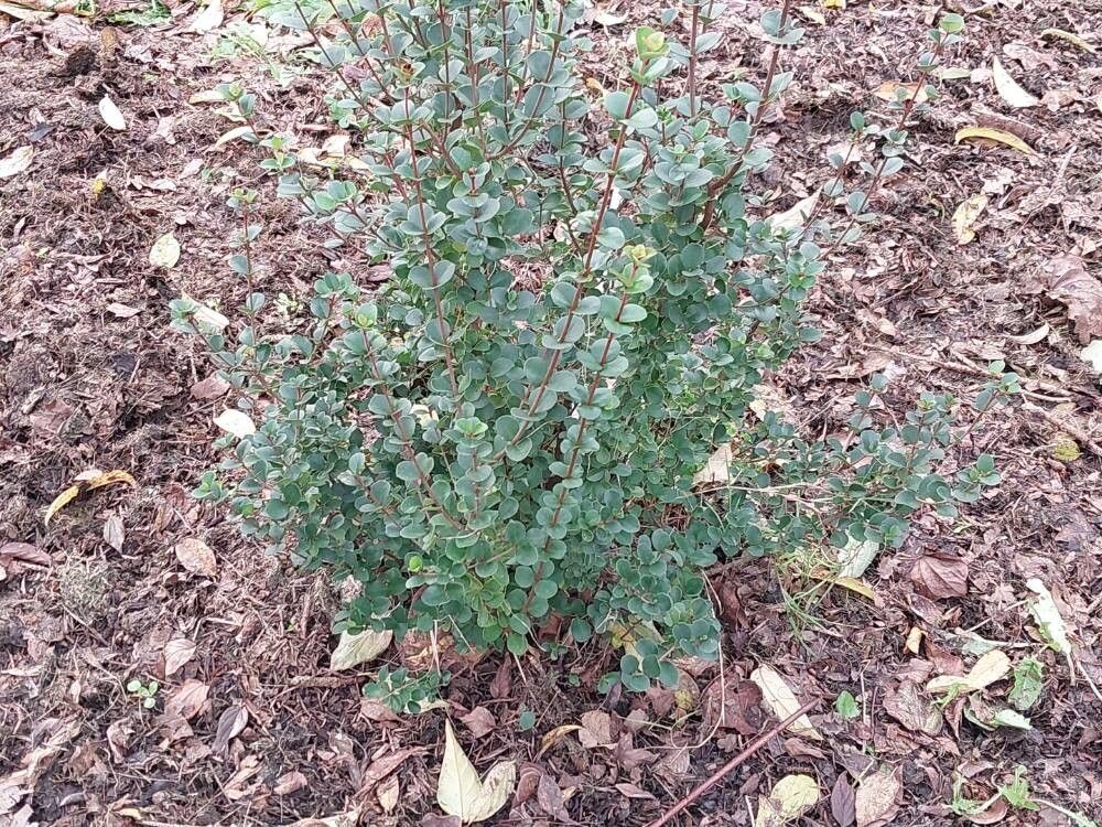 Viburnum atrocyaneum habit
