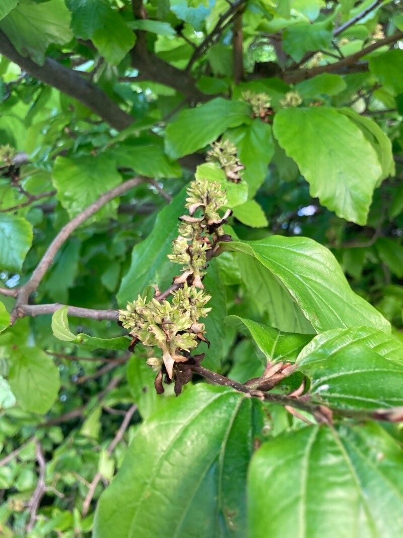 Parrotia persica flower