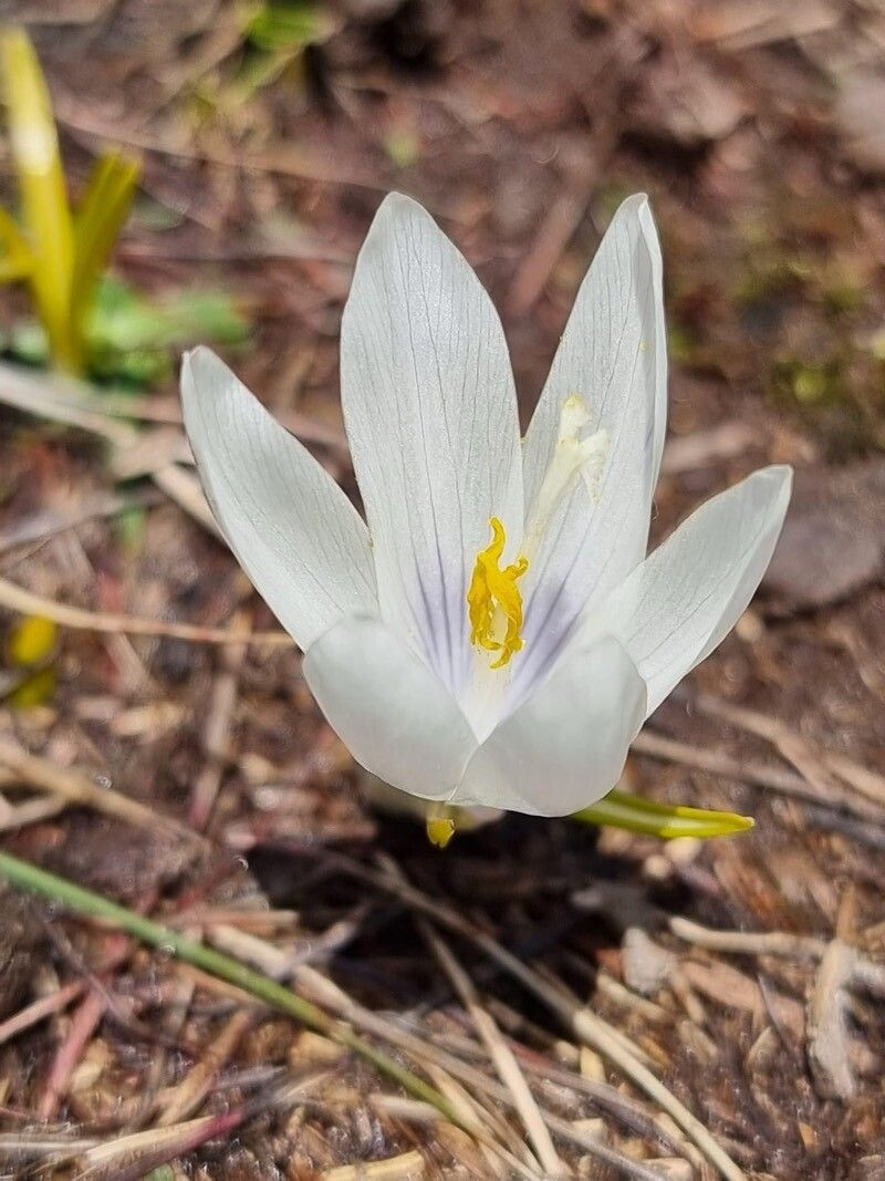 Crocus novicii — houseplant care guide