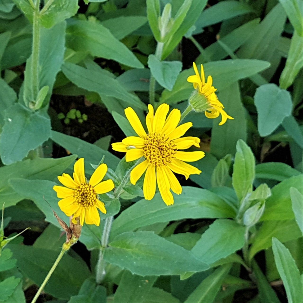 Arnica mollis flower