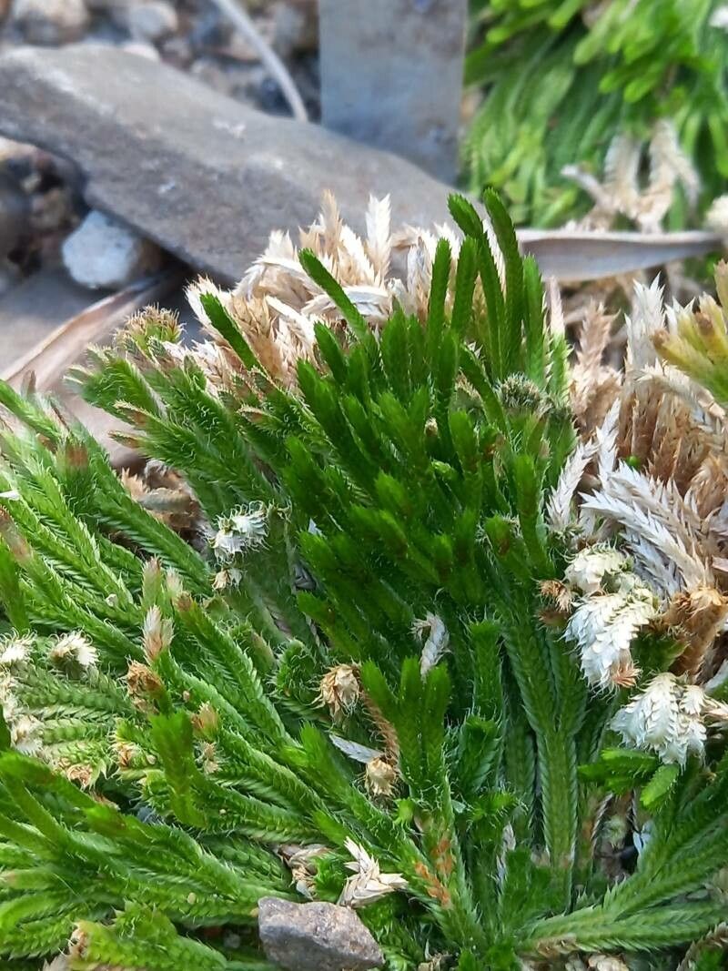 Selaginella pilifera — houseplant care guide