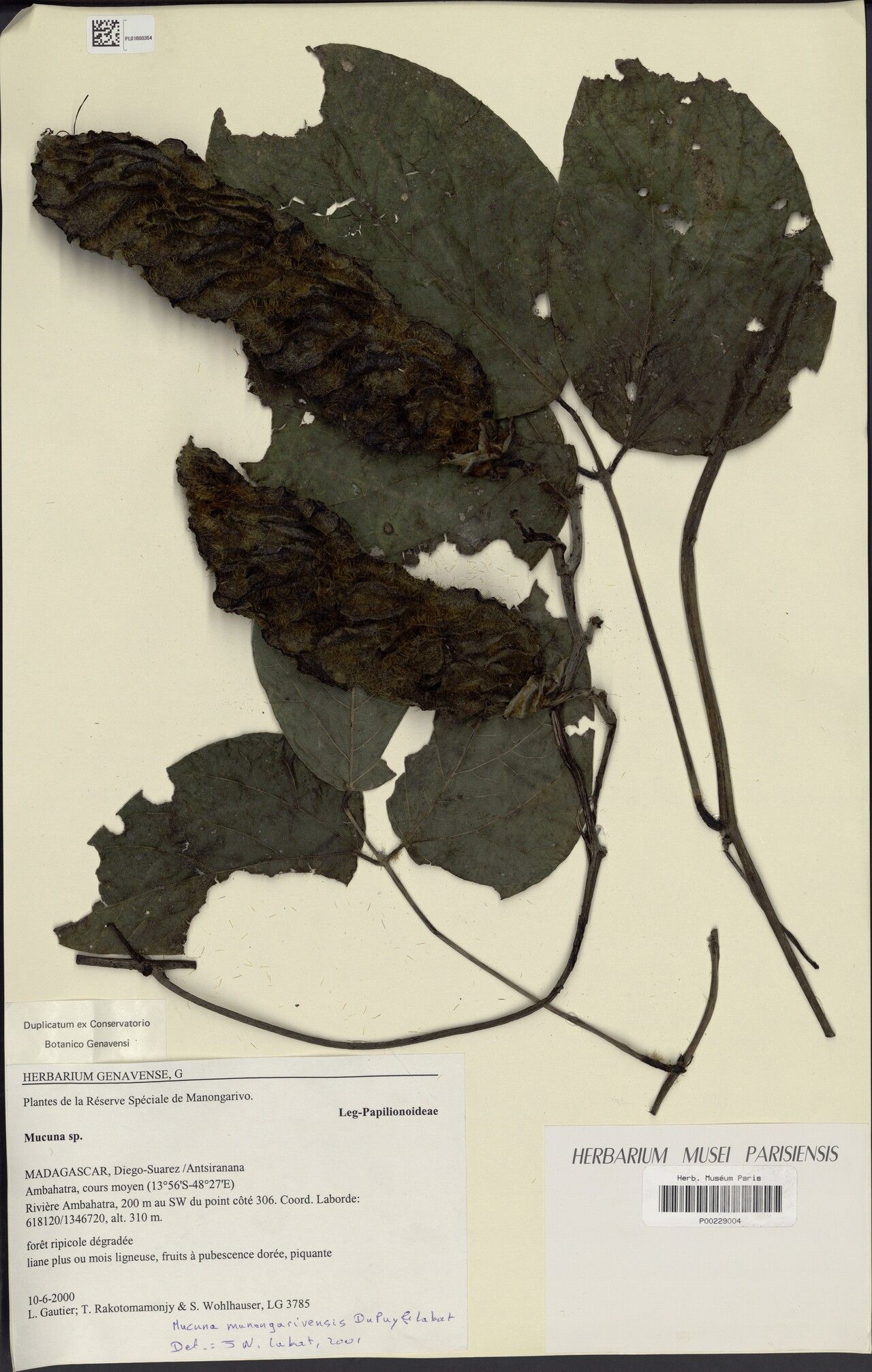 Mucuna manongarivensis — search result for 'Mucuna'