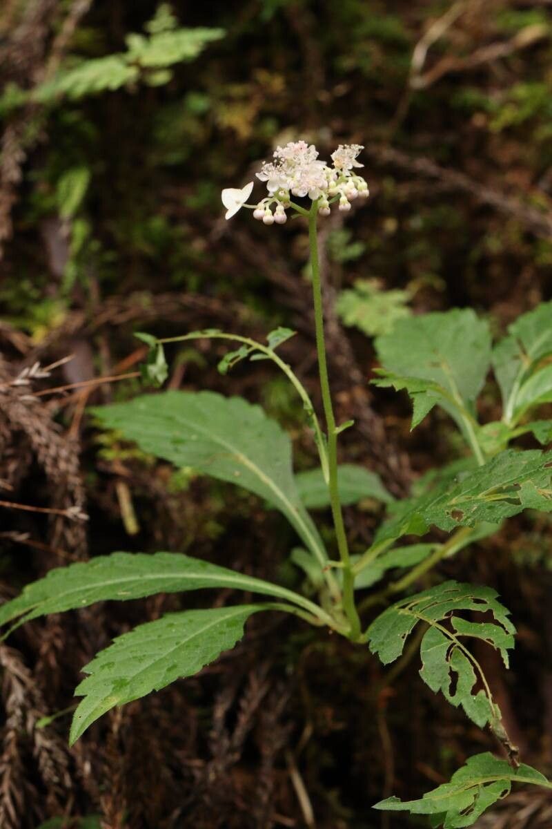 Hydrangea alternifolia