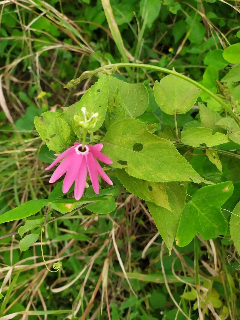 Passiflora reflexiflora flower