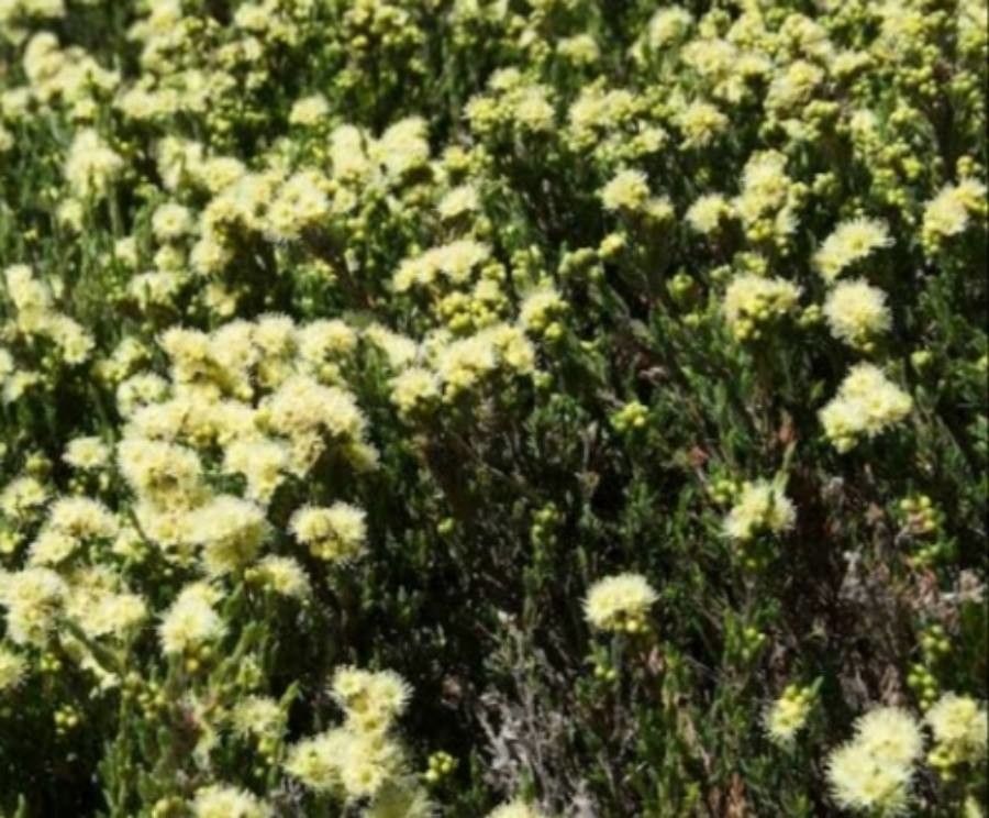 Kunzea muelleri — houseplant care guide