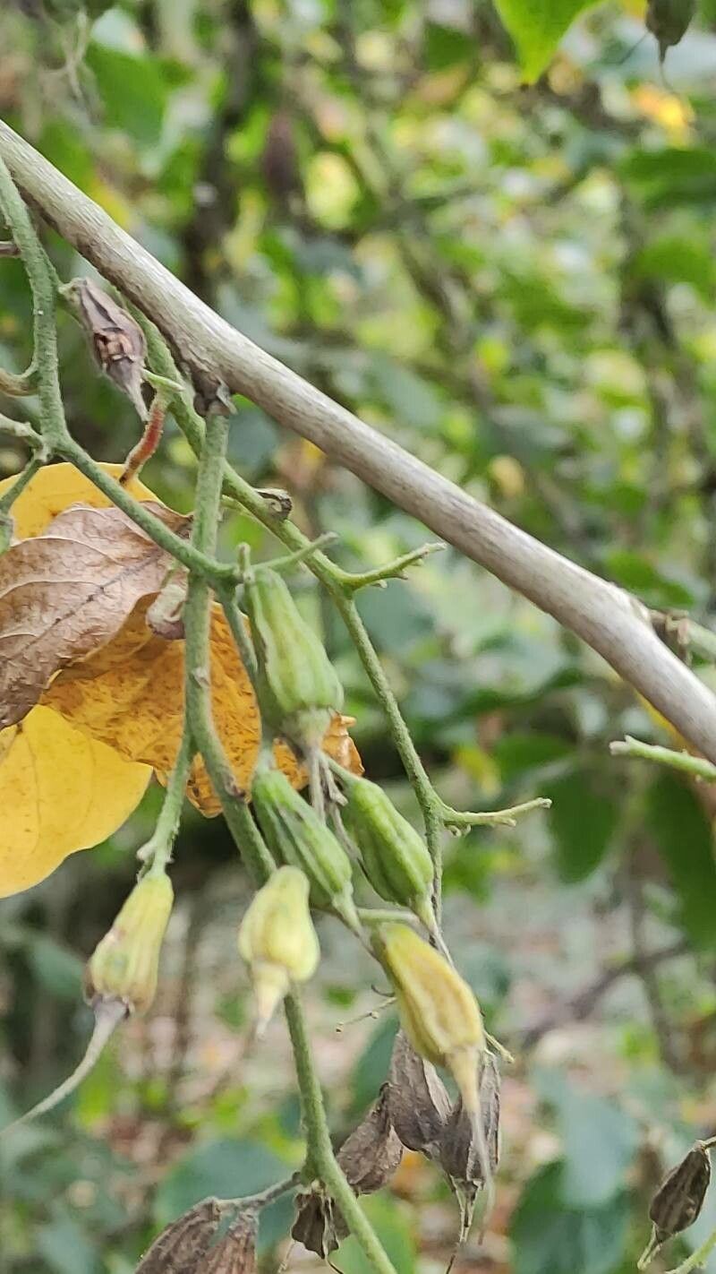 Pterostyrax corymbosus fruit