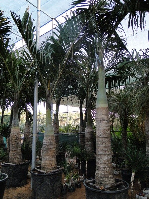 Pseudophoenix sargentii bark