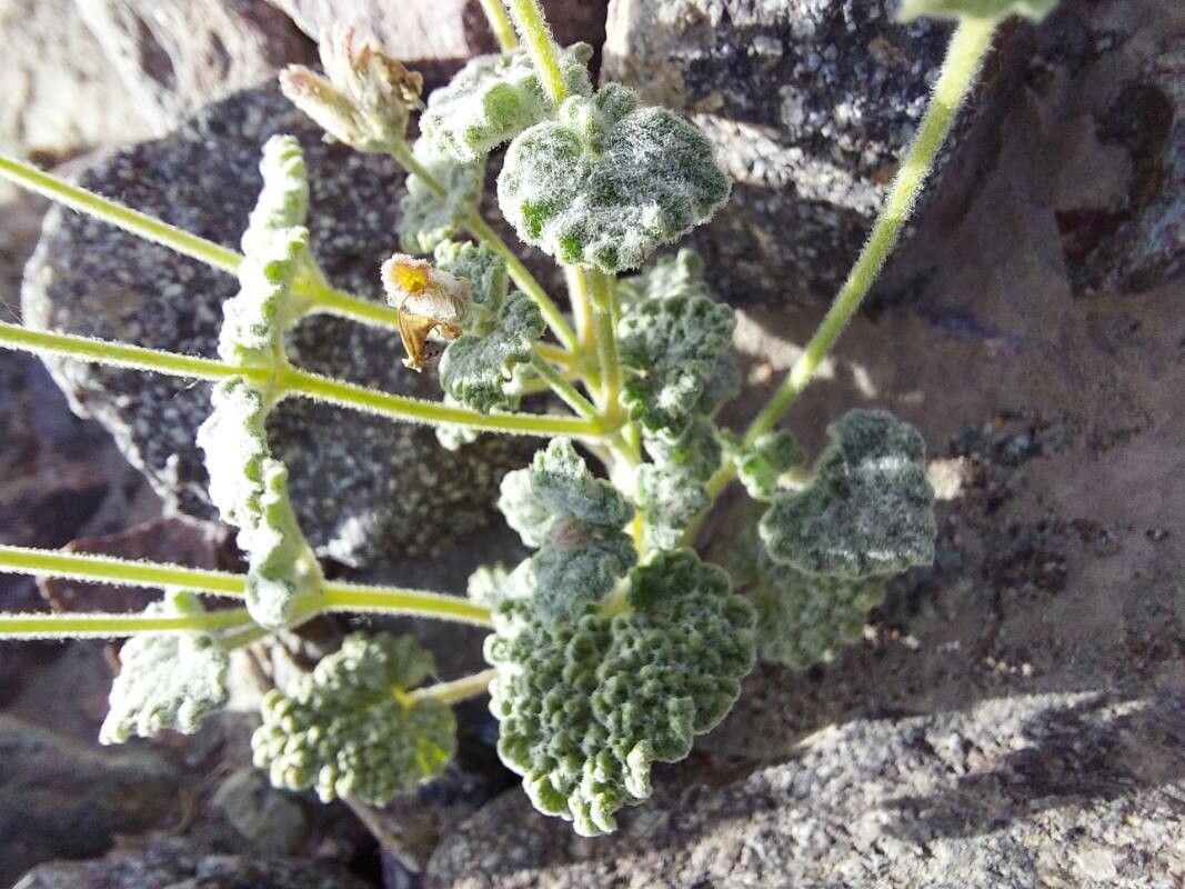 Nepeta floccosa — houseplant care guide