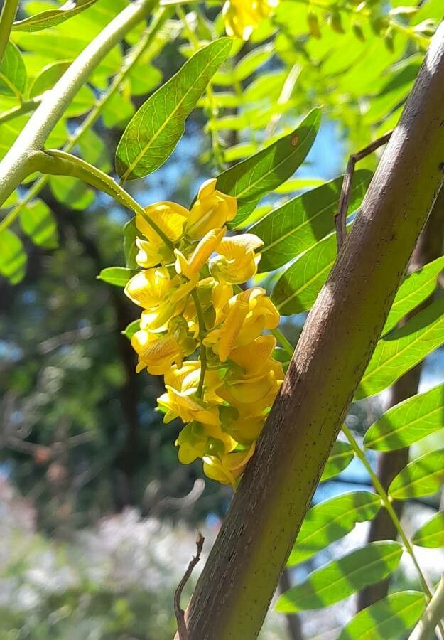 Sesbania virgata flower