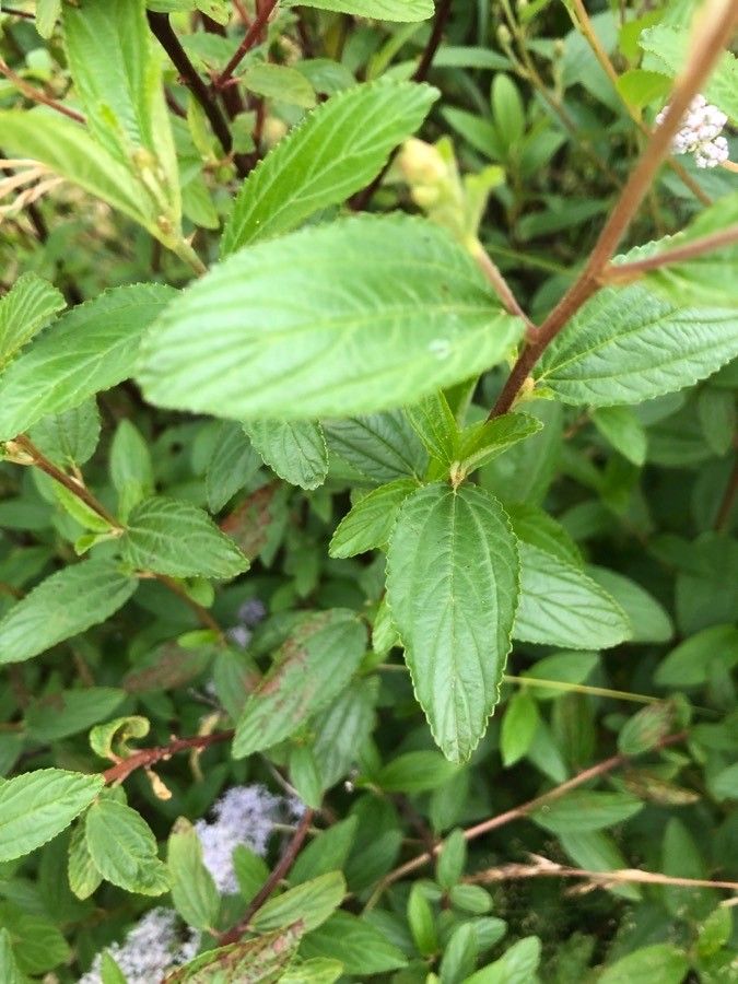 Ceanothus americanus
