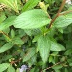 Ceanothus americanus