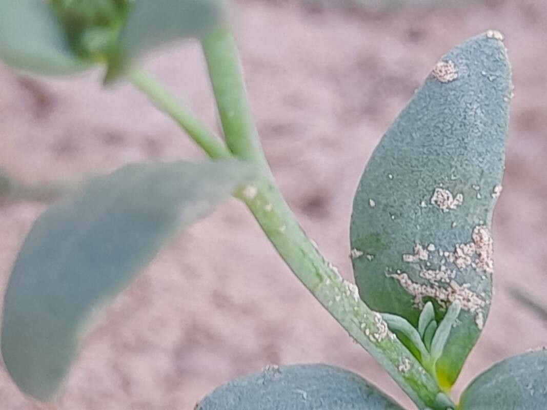 Linaria albifrons bark