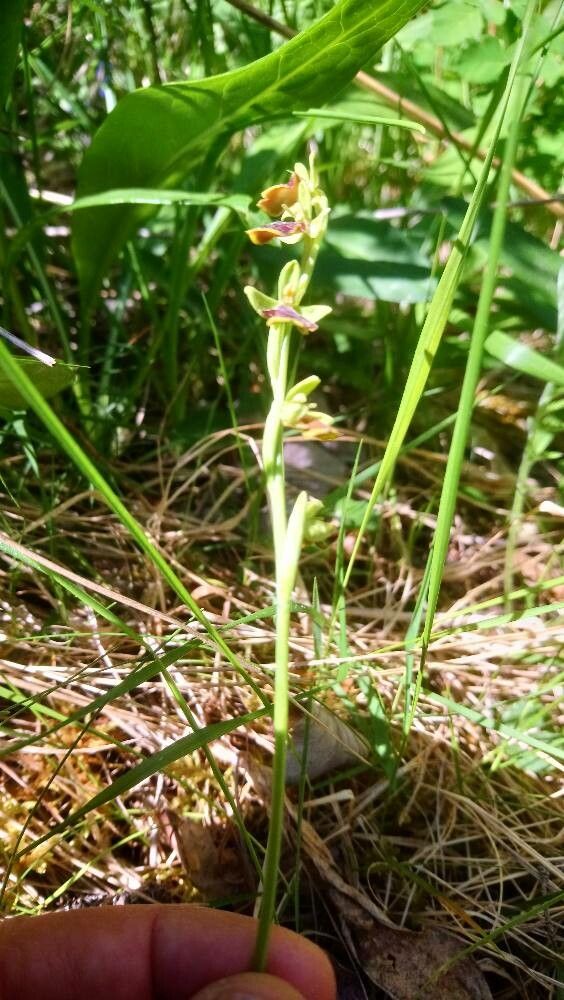 Ophrys aymoninii habit