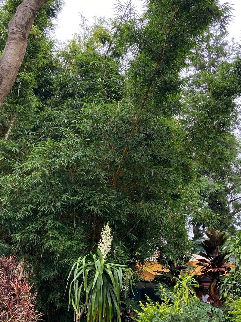 Bambusa vulgaris flower