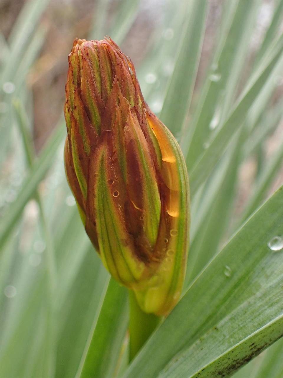 Asphodelus macrocarpus fruit