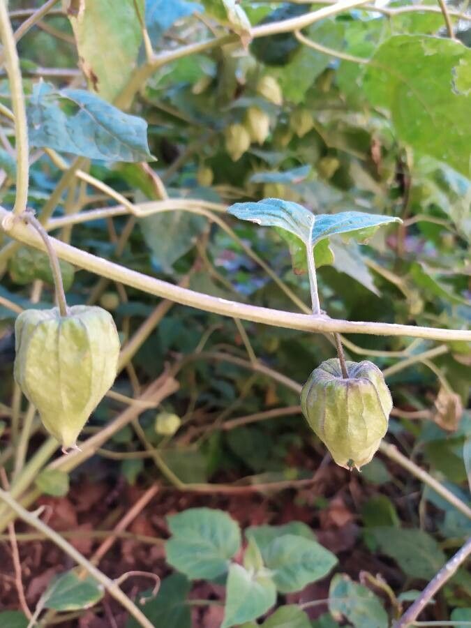 Physalis crassifolia fruit