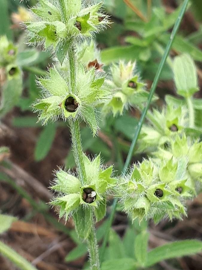 Stachys annua fruit