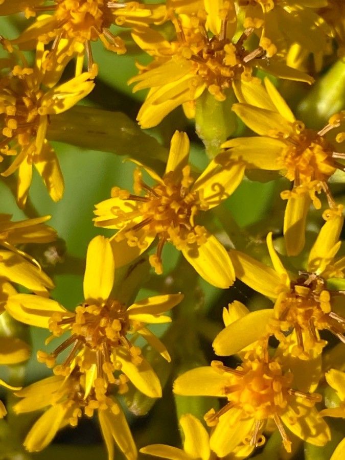 Senecio grandiflorus flower