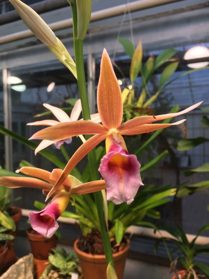 Calanthe wallichii flower