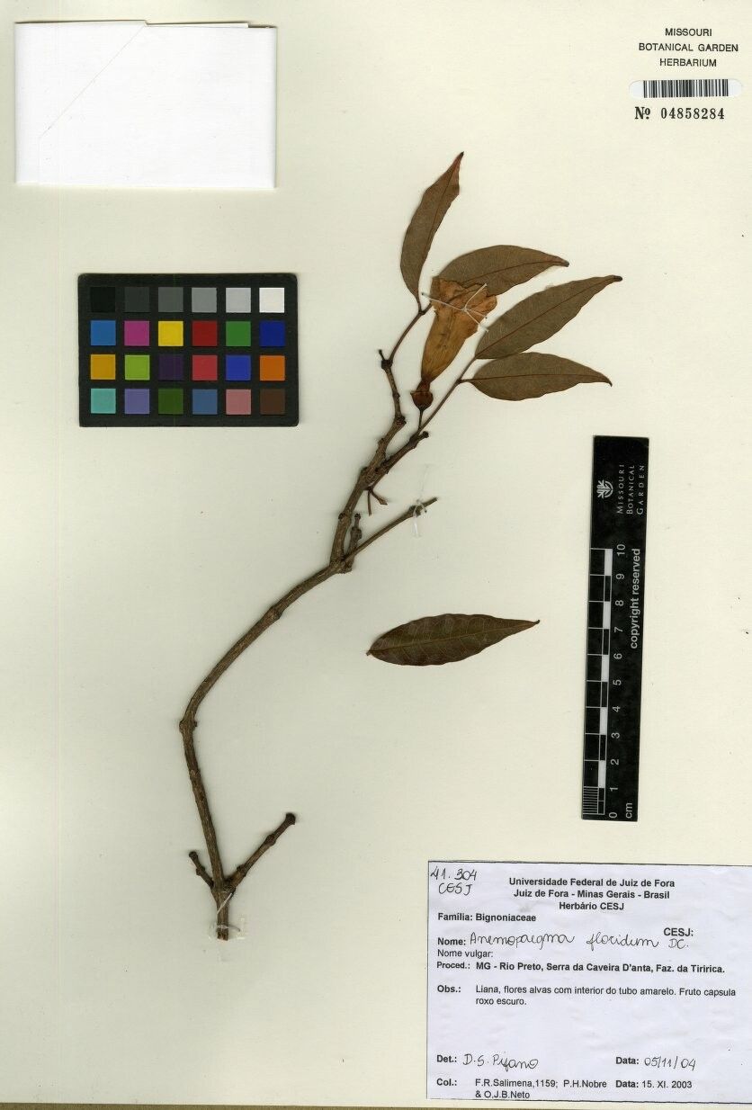 Anemopaegma floridum — related species from the same genus