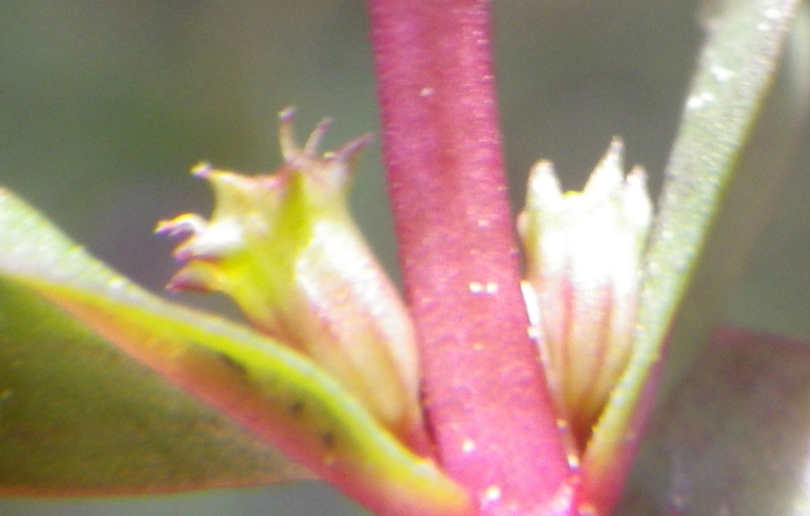 Lythrum borysthenicum flower