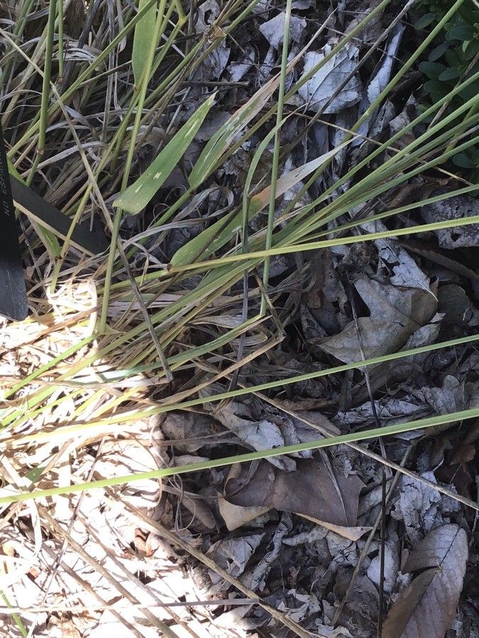 Anthoxanthum amarum — related species from the same genus