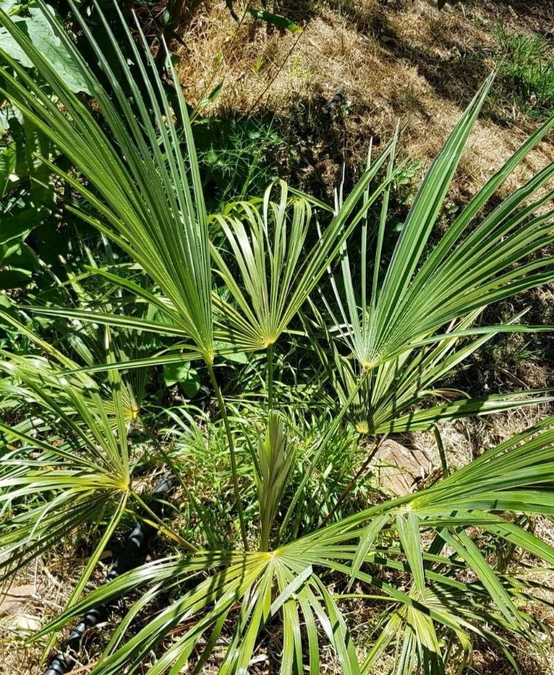 Trachycarpus oreophilus