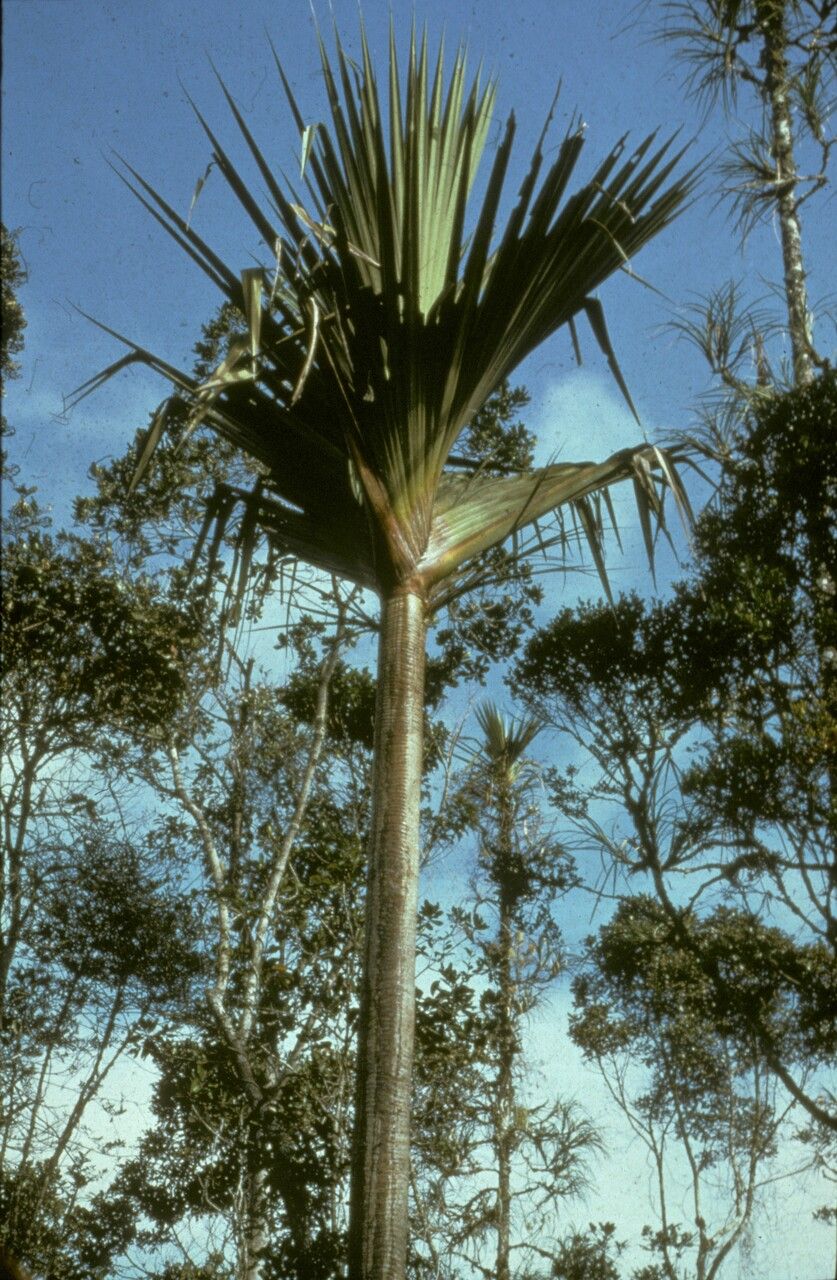 Pandanus pulcher habit