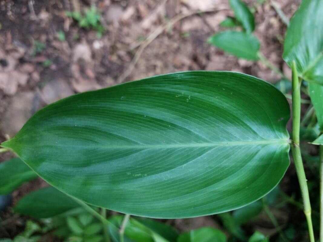 Stromanthe tonckat — houseplant care guide